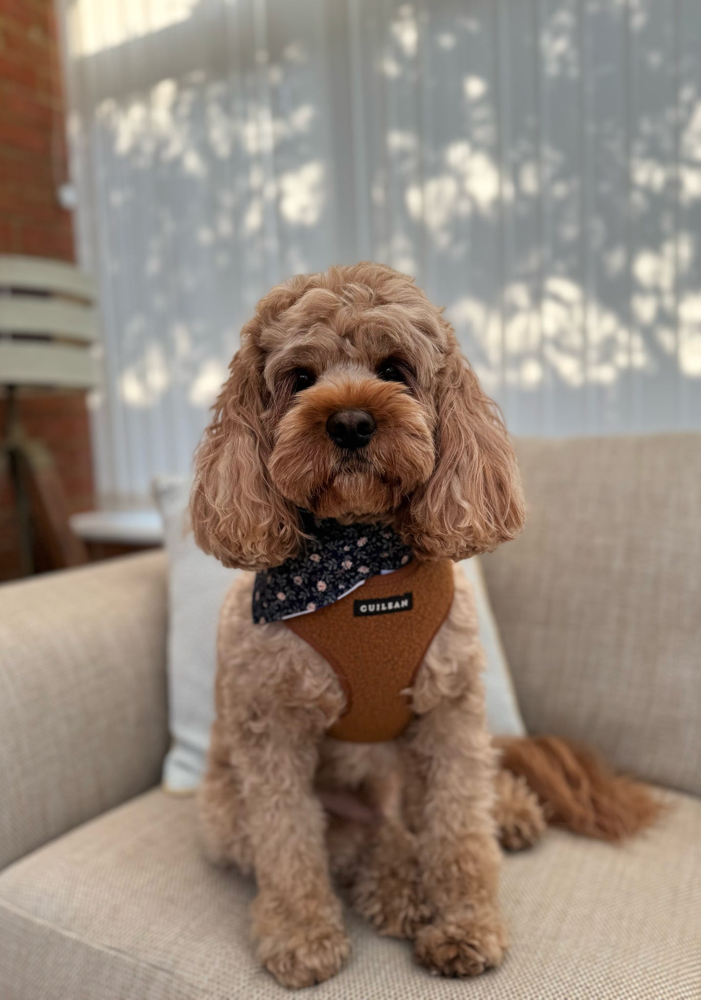 TOFFEE TEDDY - HARNESS