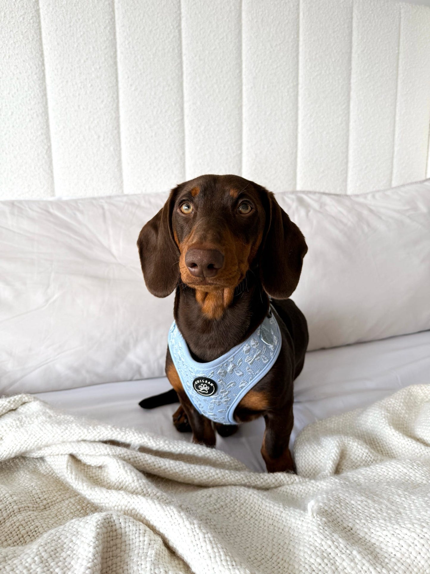 BLUEBELL - HARNESS
