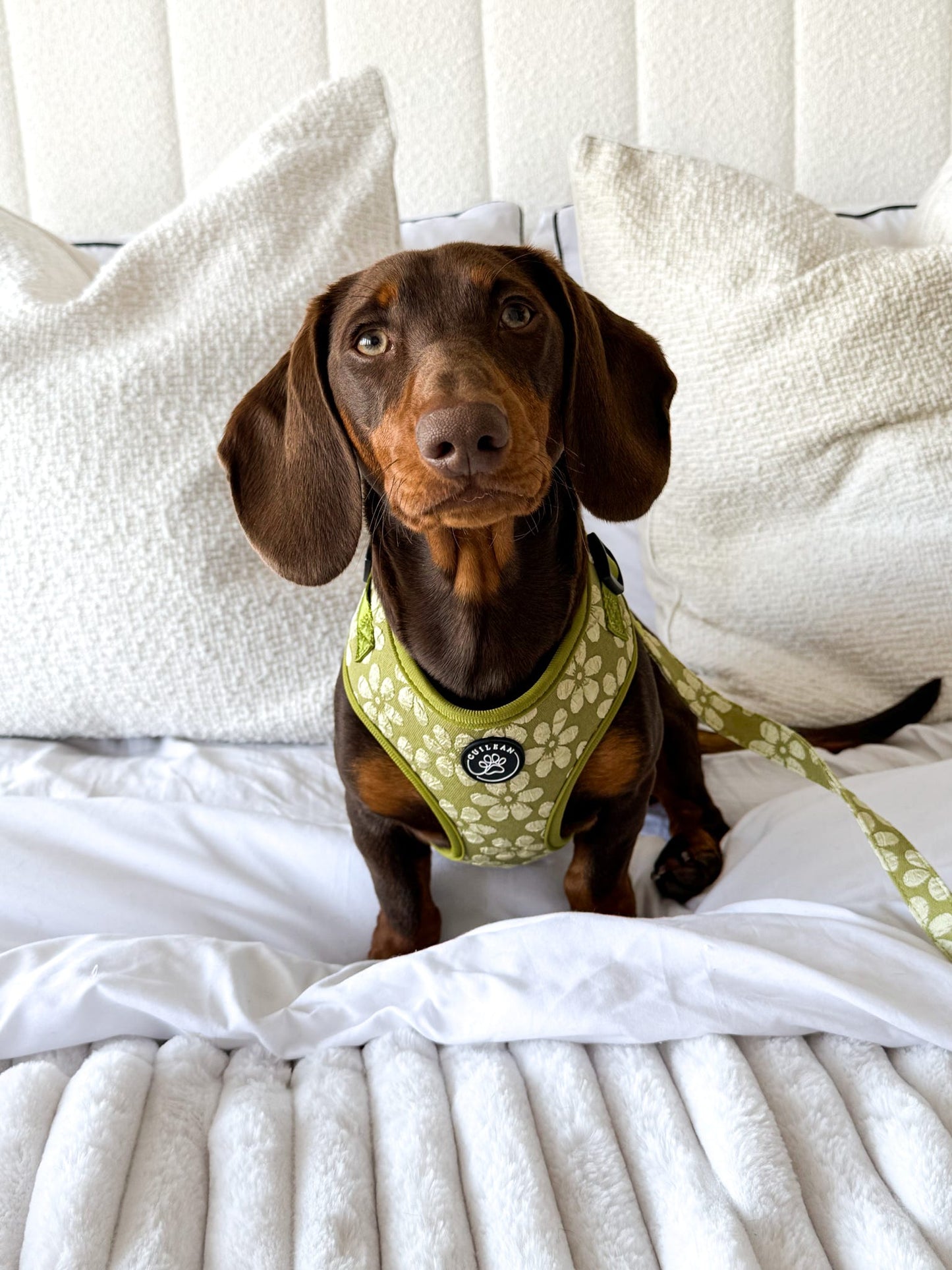 OLIVE - HARNESS