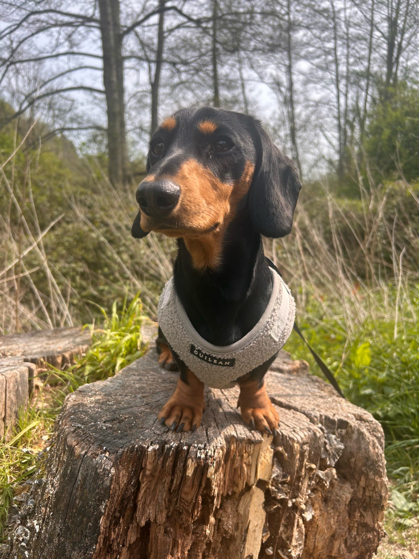 GRANITE - HARNESS