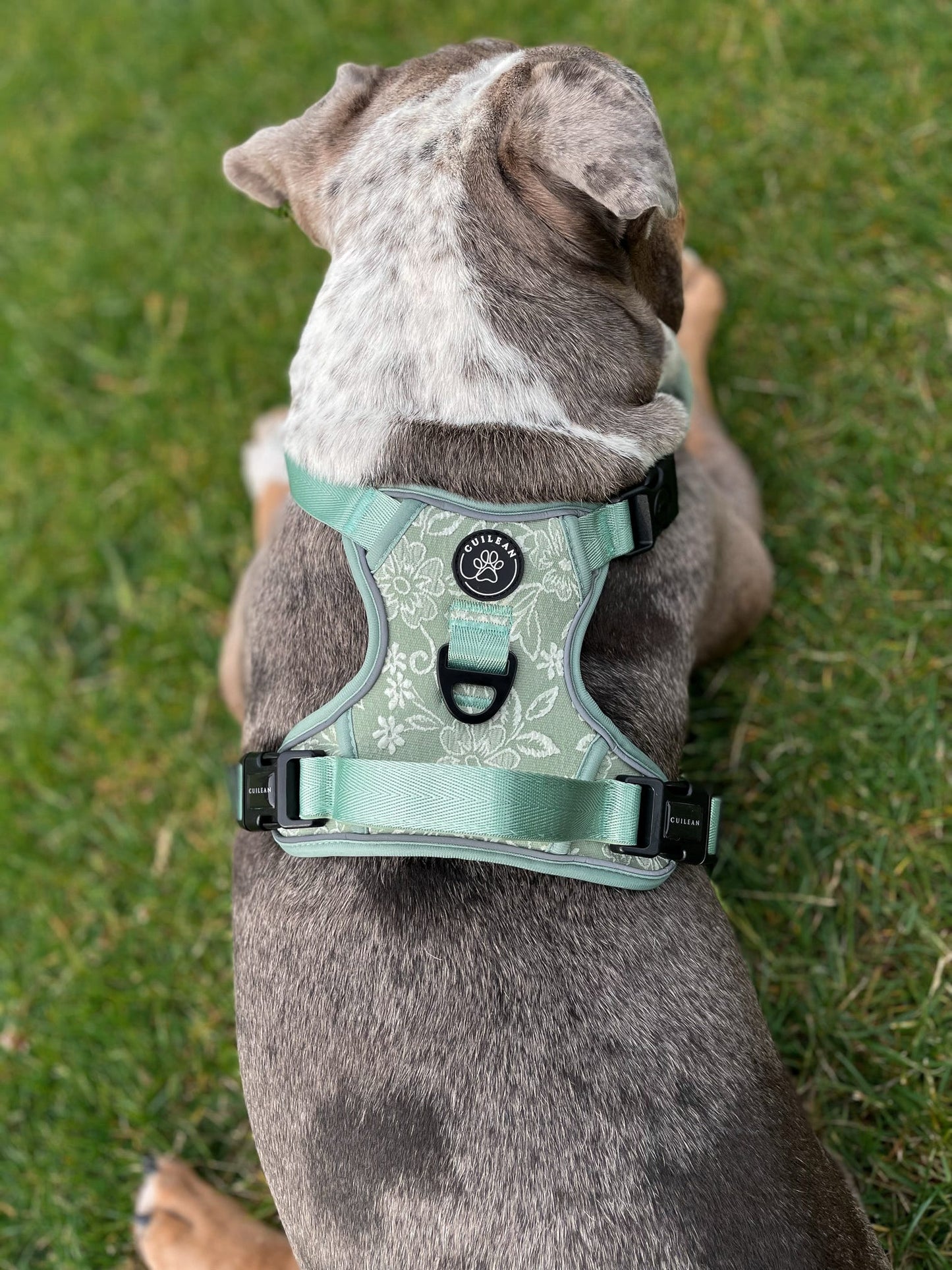 PANSY - CUILEAN CLIMBER HARNESS