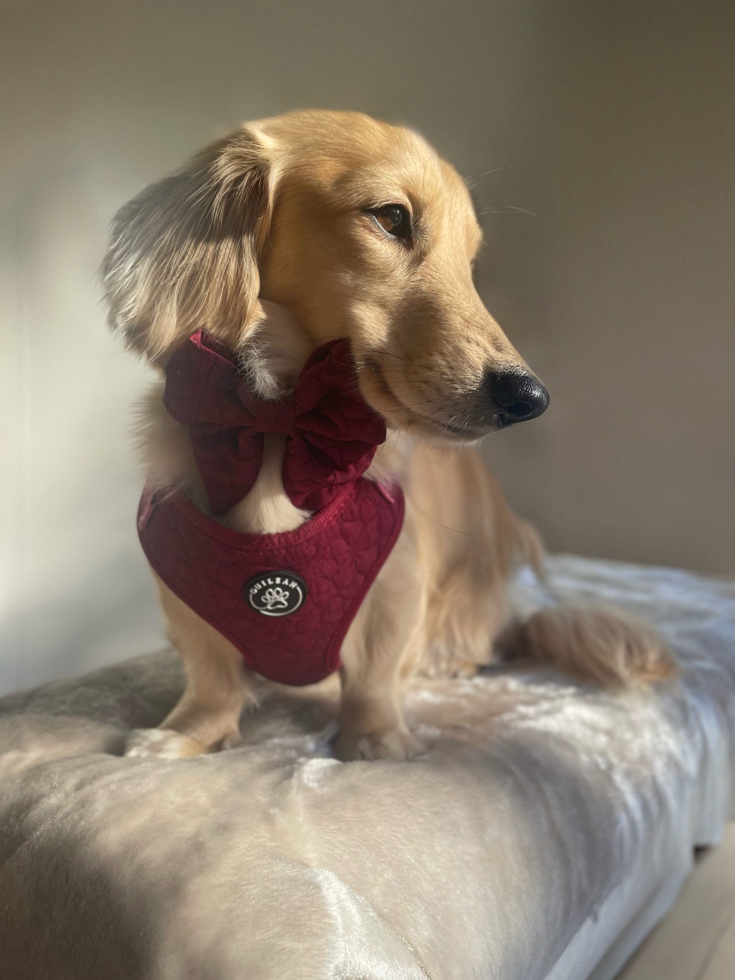 VERY BERRY - HARNESS