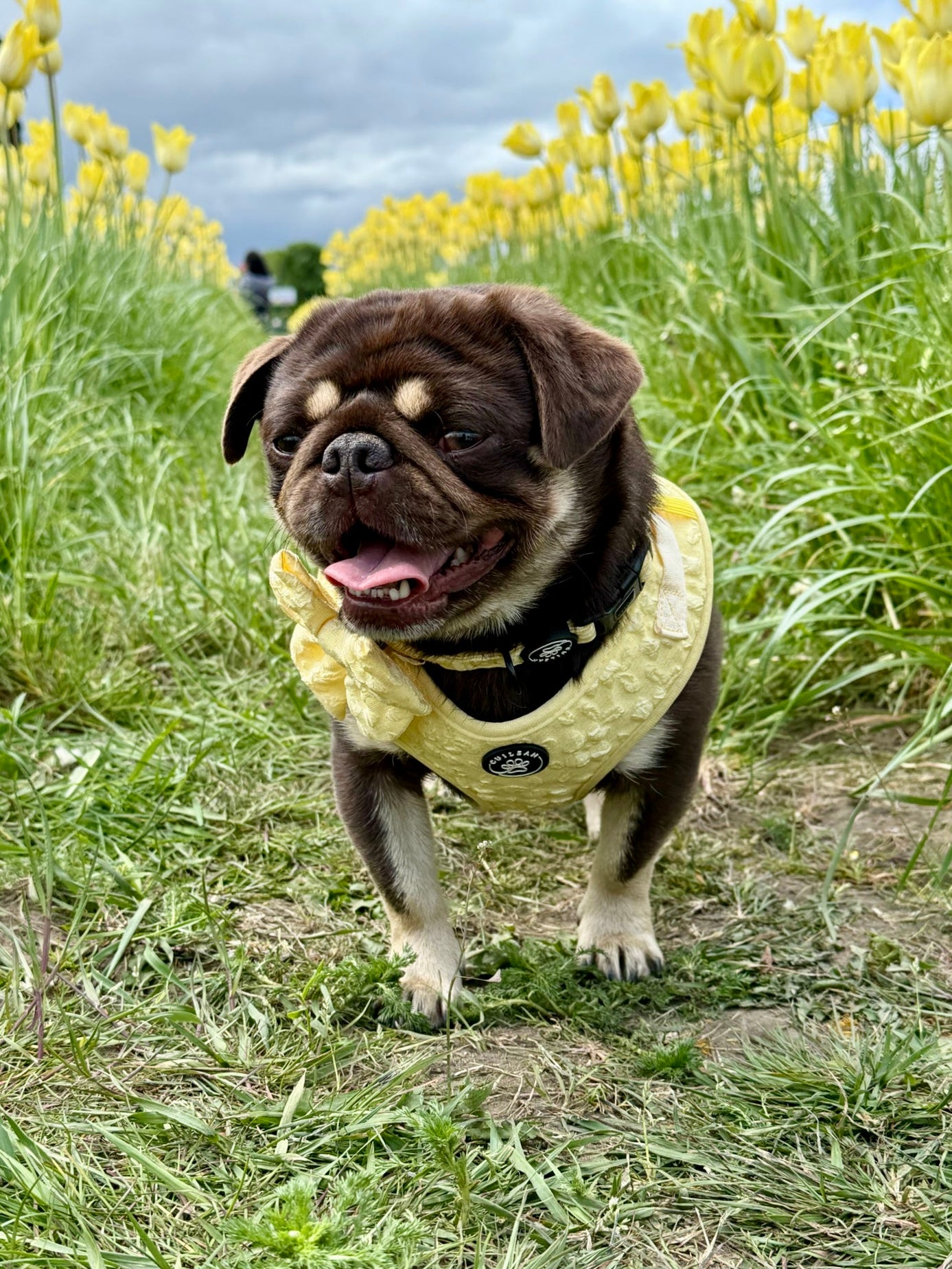 GORSE - HARNESS