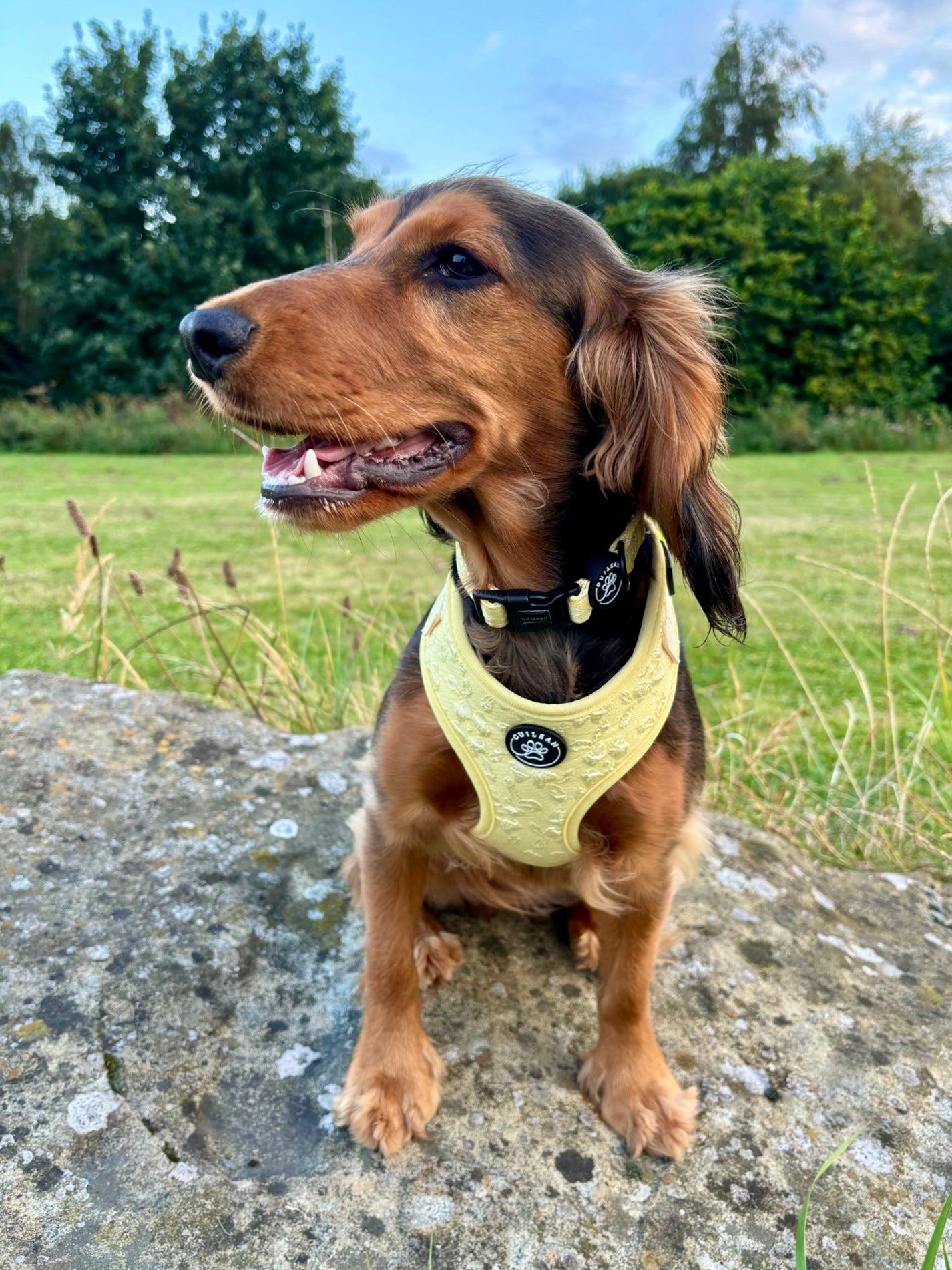 GORSE - COLLAR