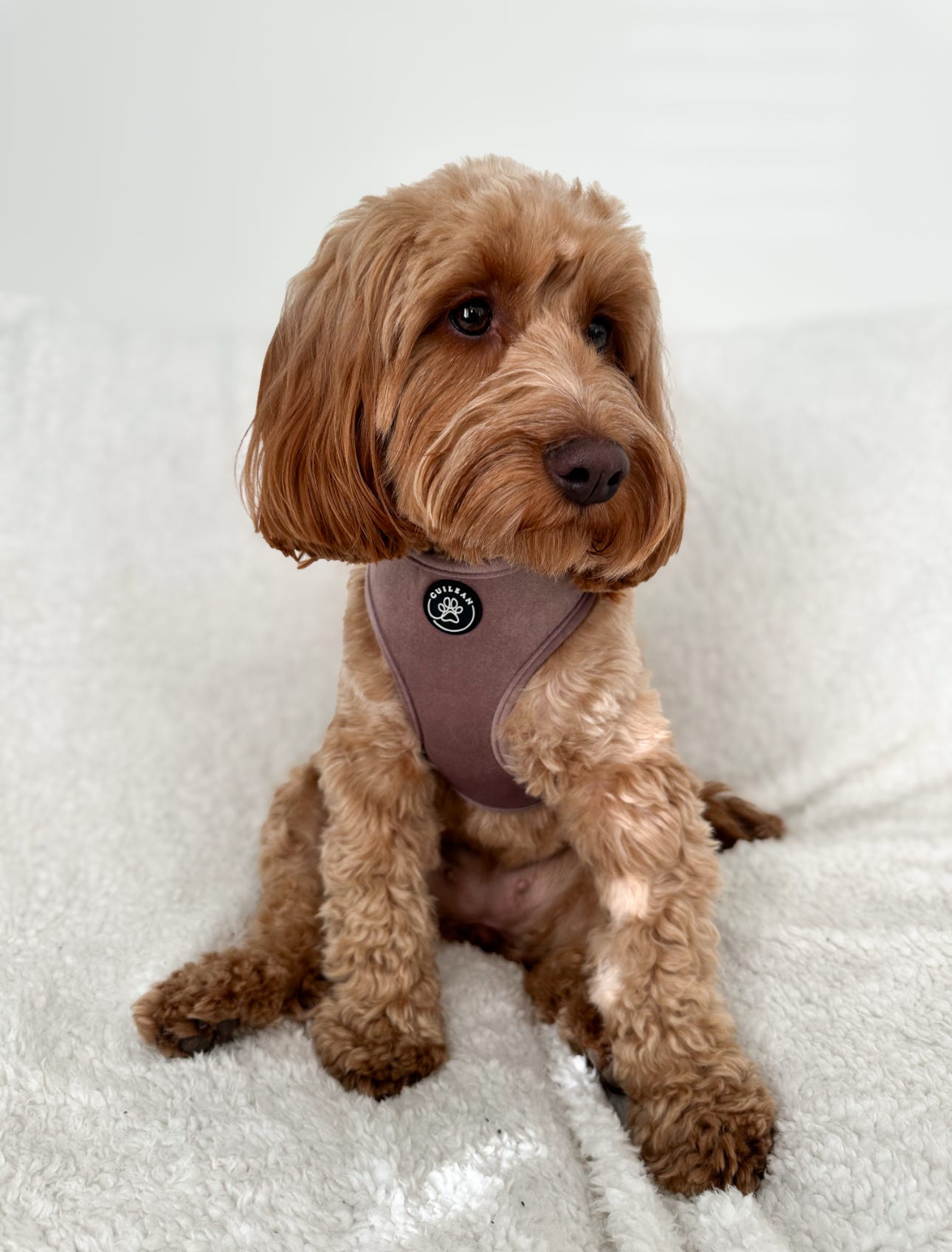 DUSTY ROSE - HARNESS