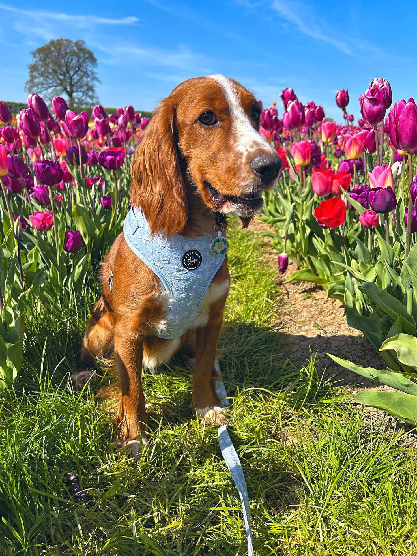 BLUEBELL - HARNESS