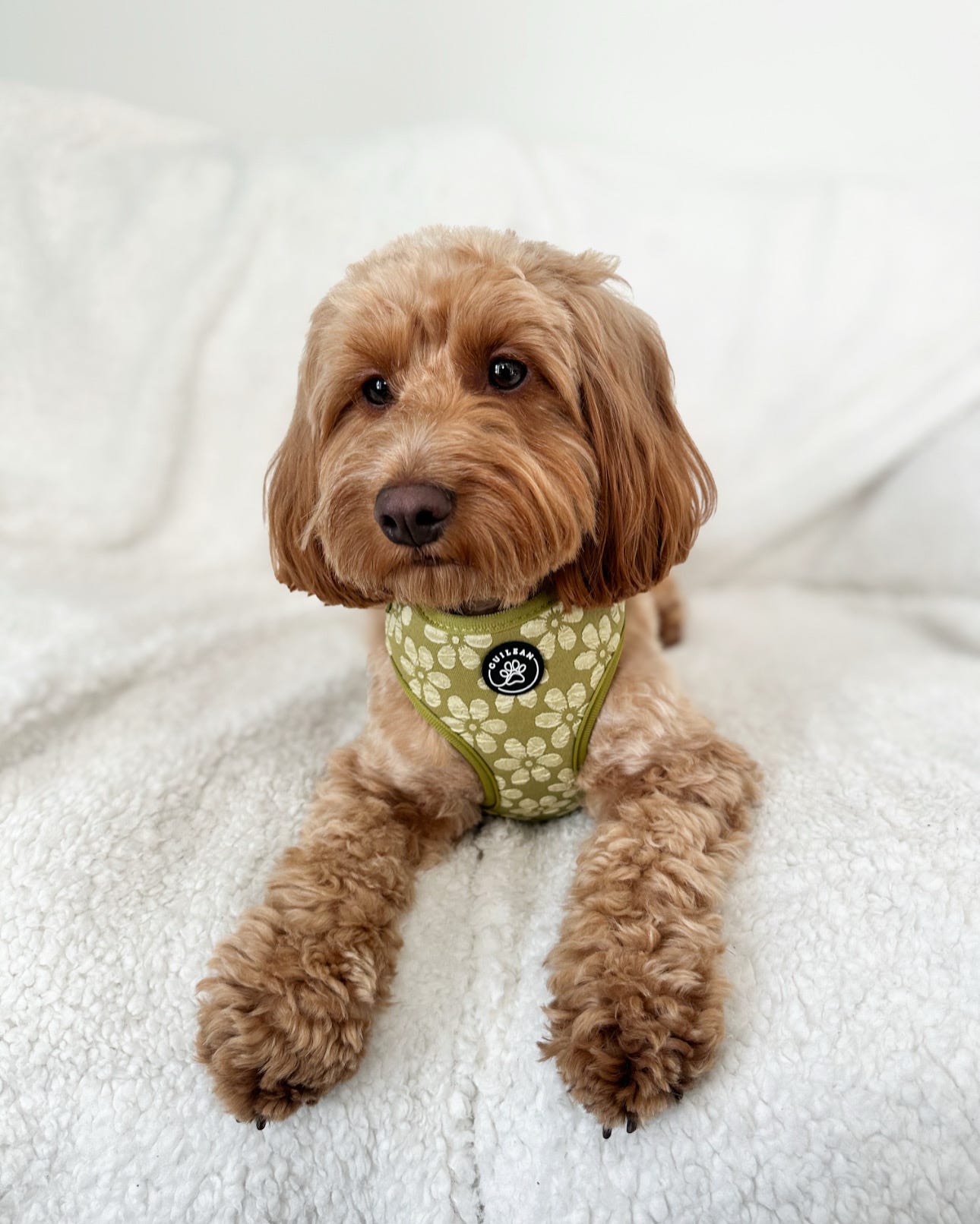 OLIVE - HARNESS