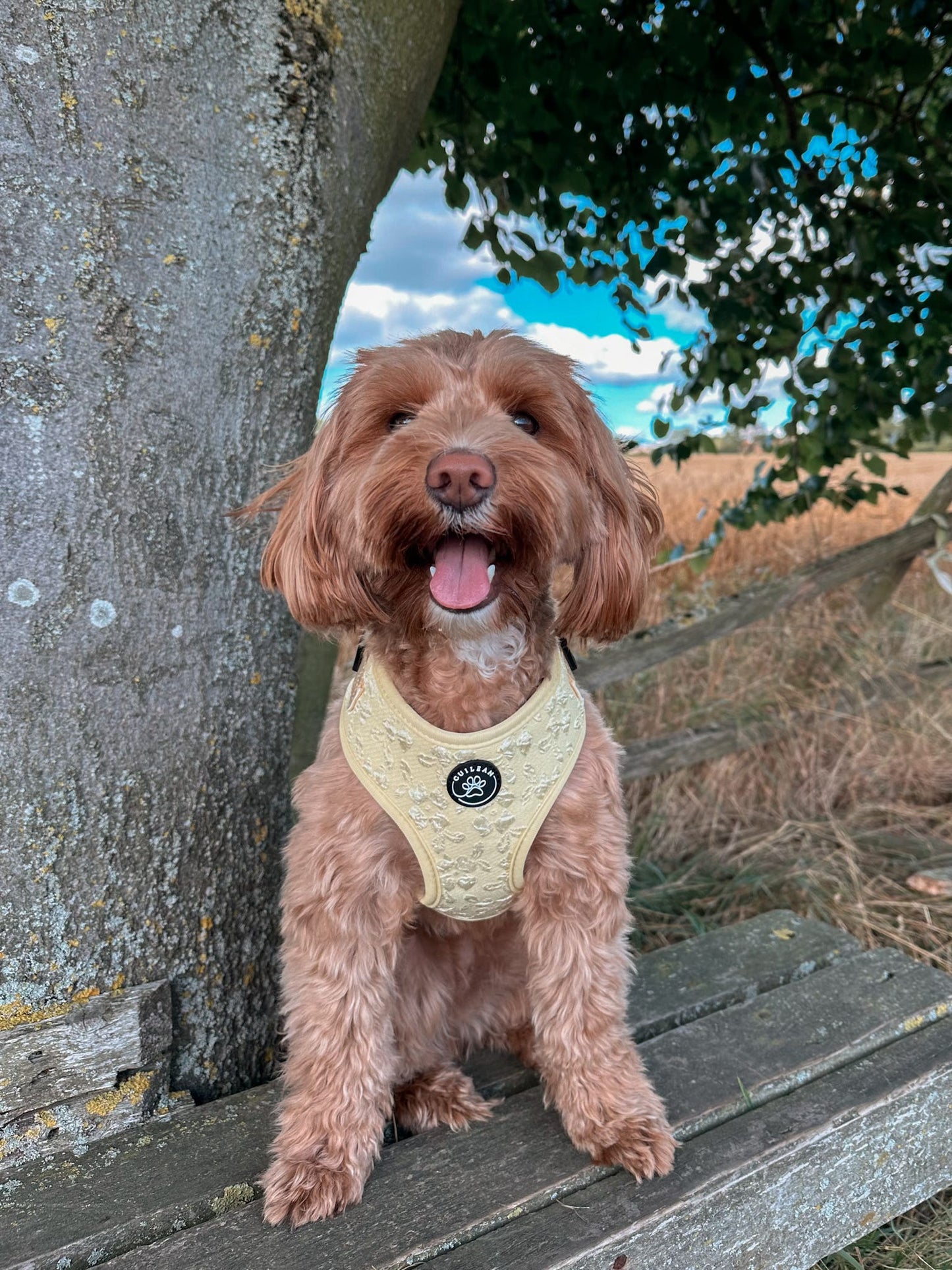 GORSE - HARNESS
