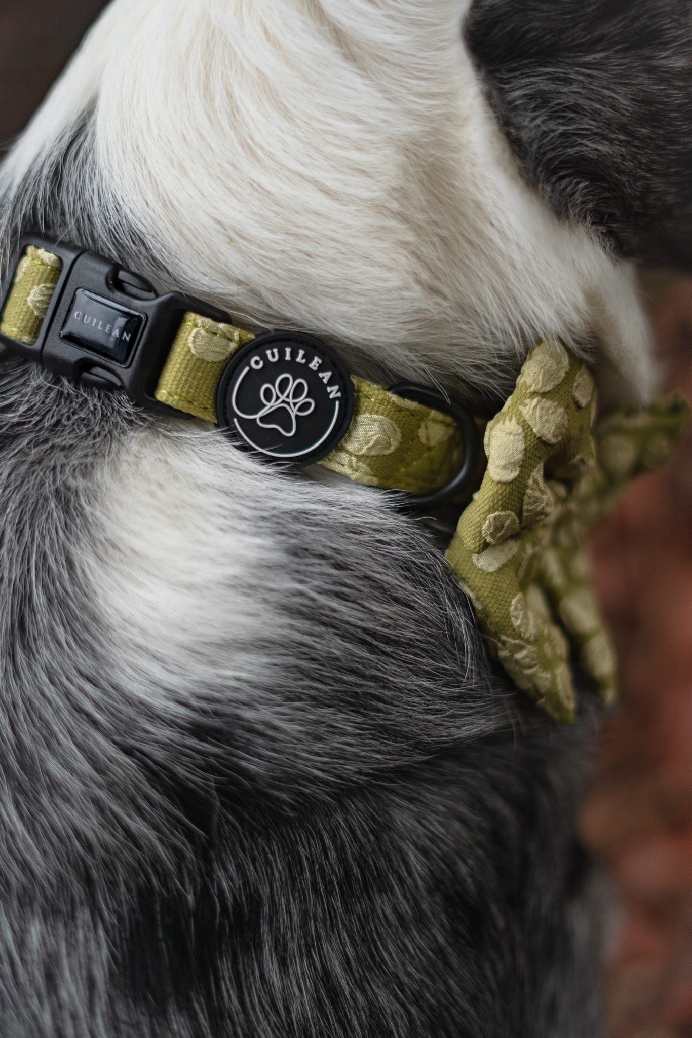 OLIVE - COLLAR