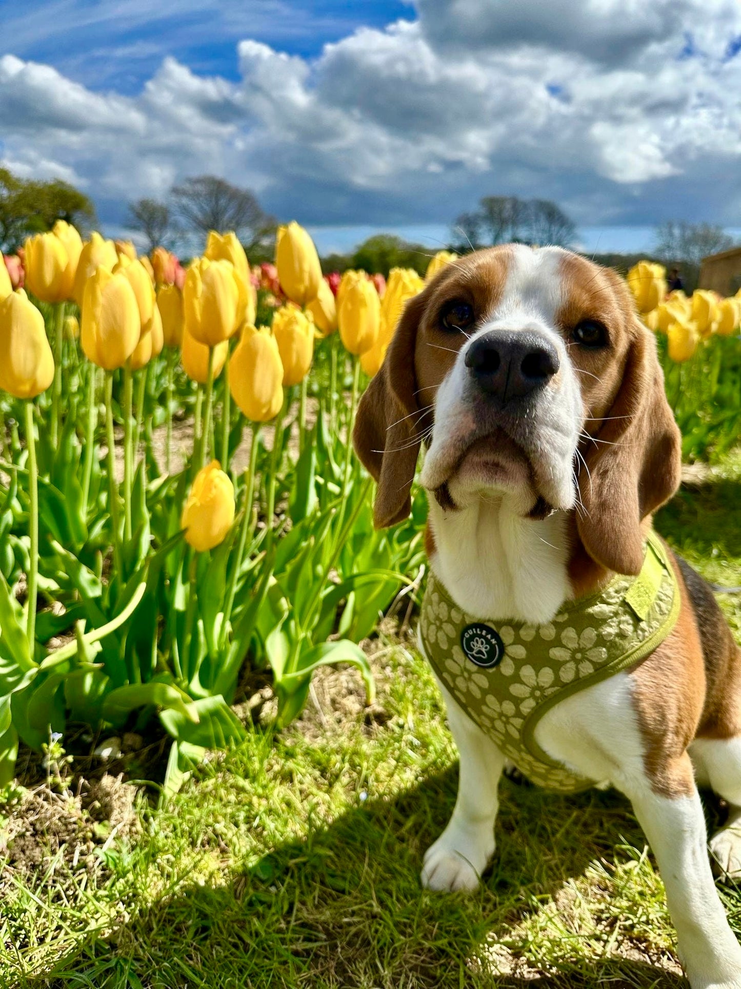 OLIVE - HARNESS