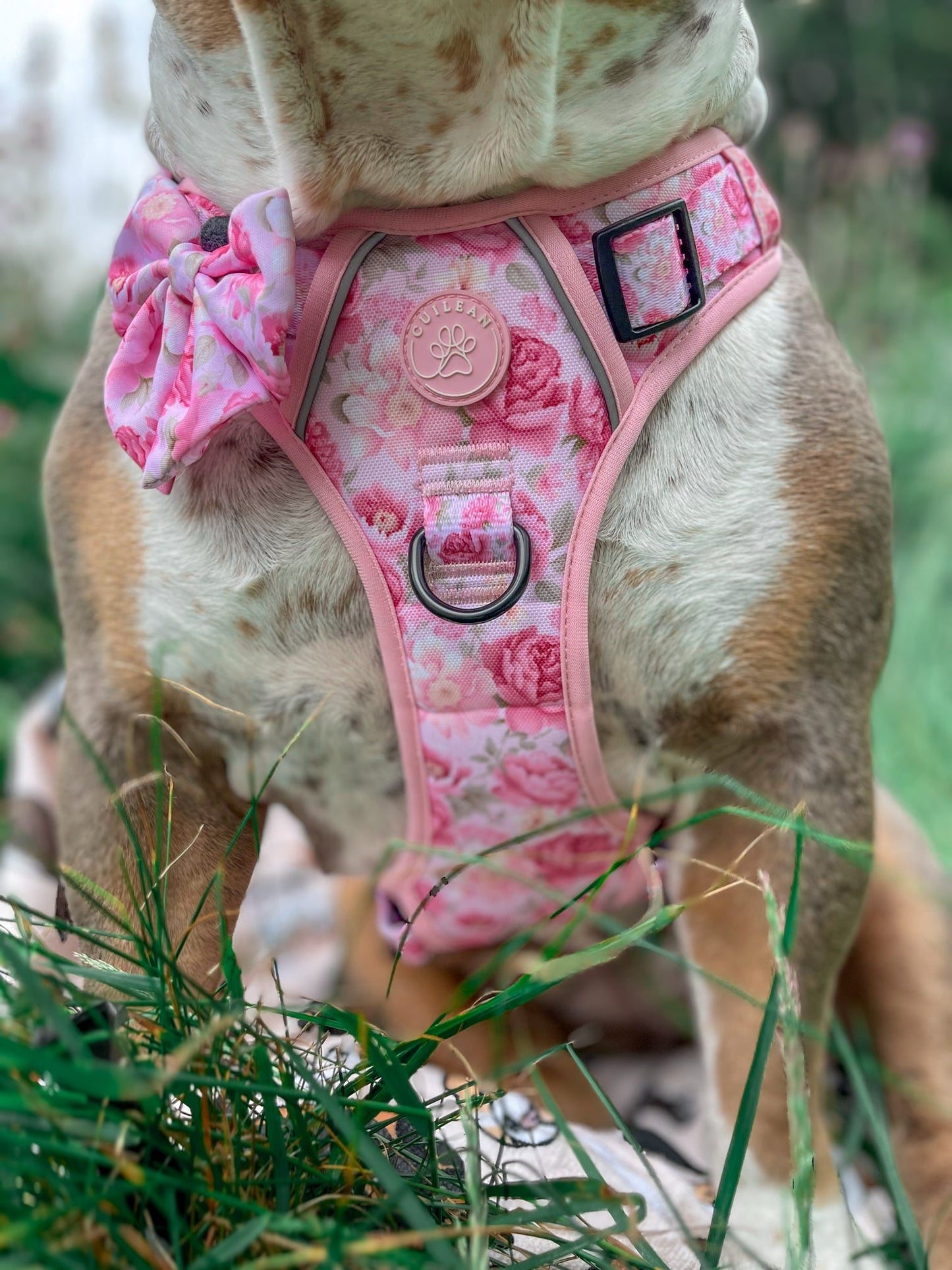 PEONY - CUILEAN CLIMBER HARNESS