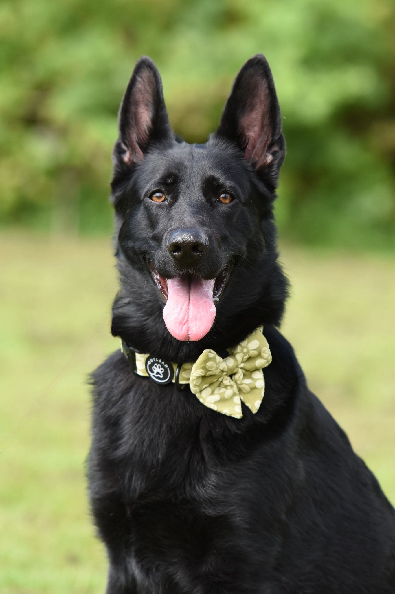 OLIVE - COLLAR