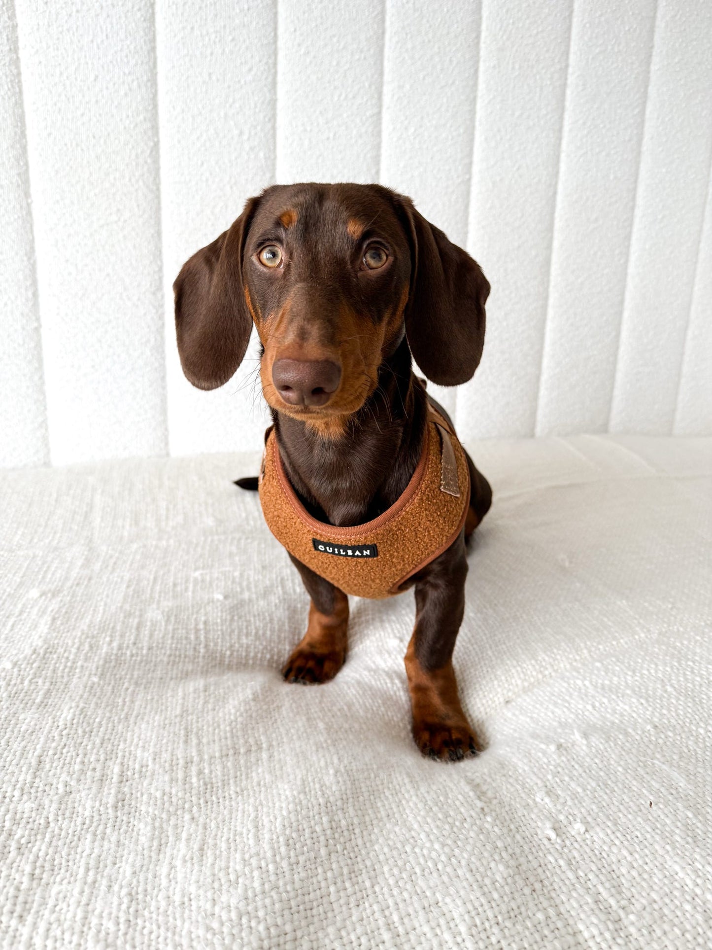 TOFFEE TEDDY - HARNESS