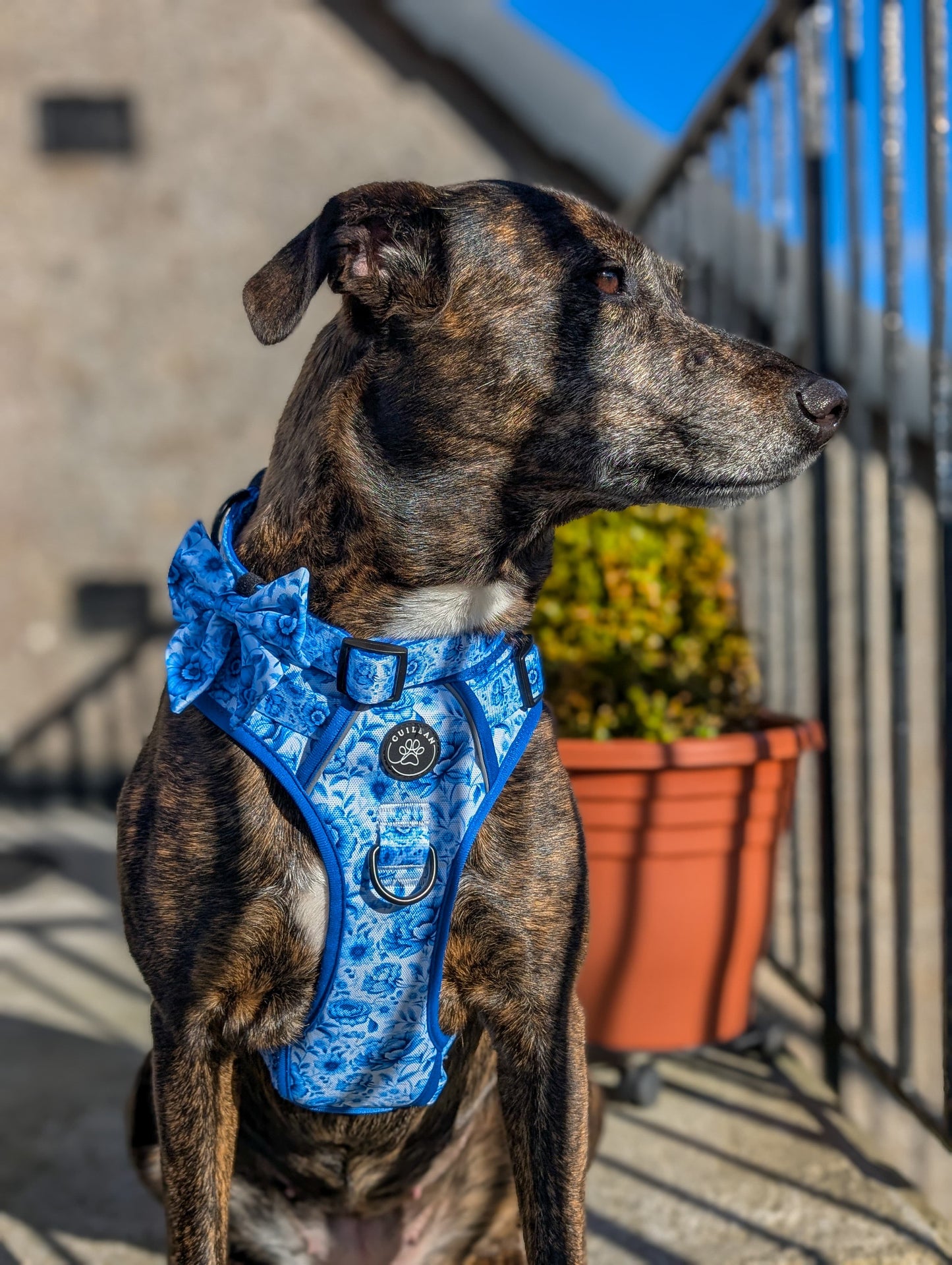 PORCELAIN - CUILEAN CLIMBER HARNESS