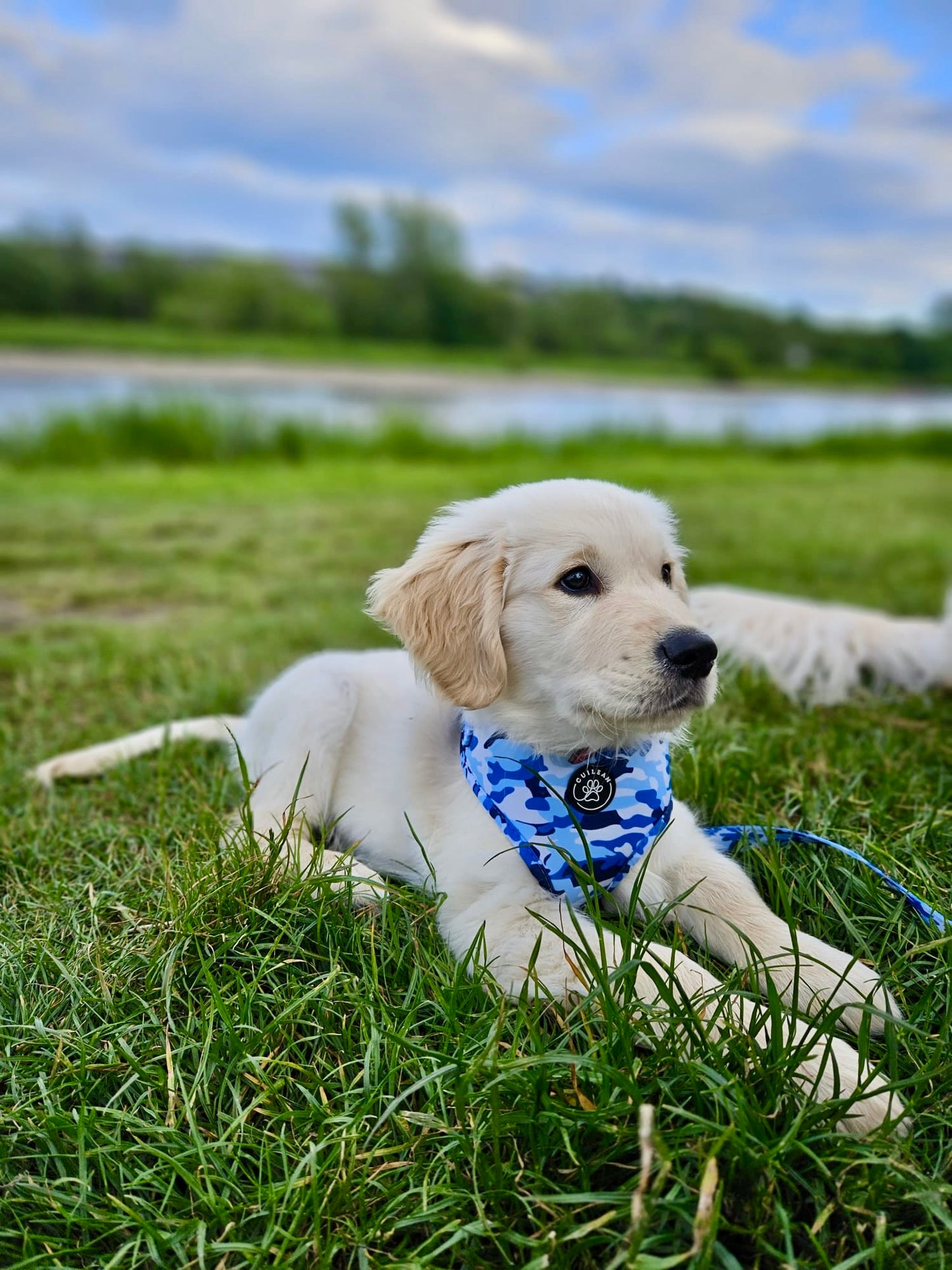 BLUE FORCE - HARNESS