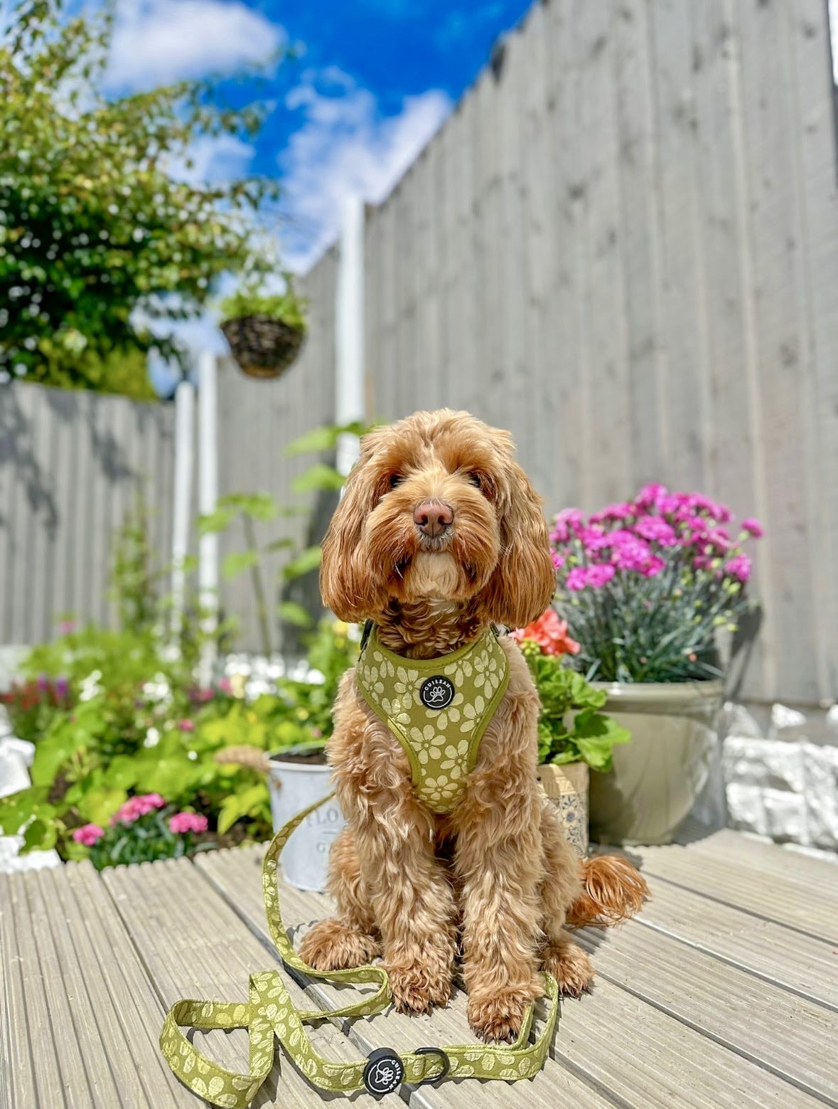 OLIVE - LEAD