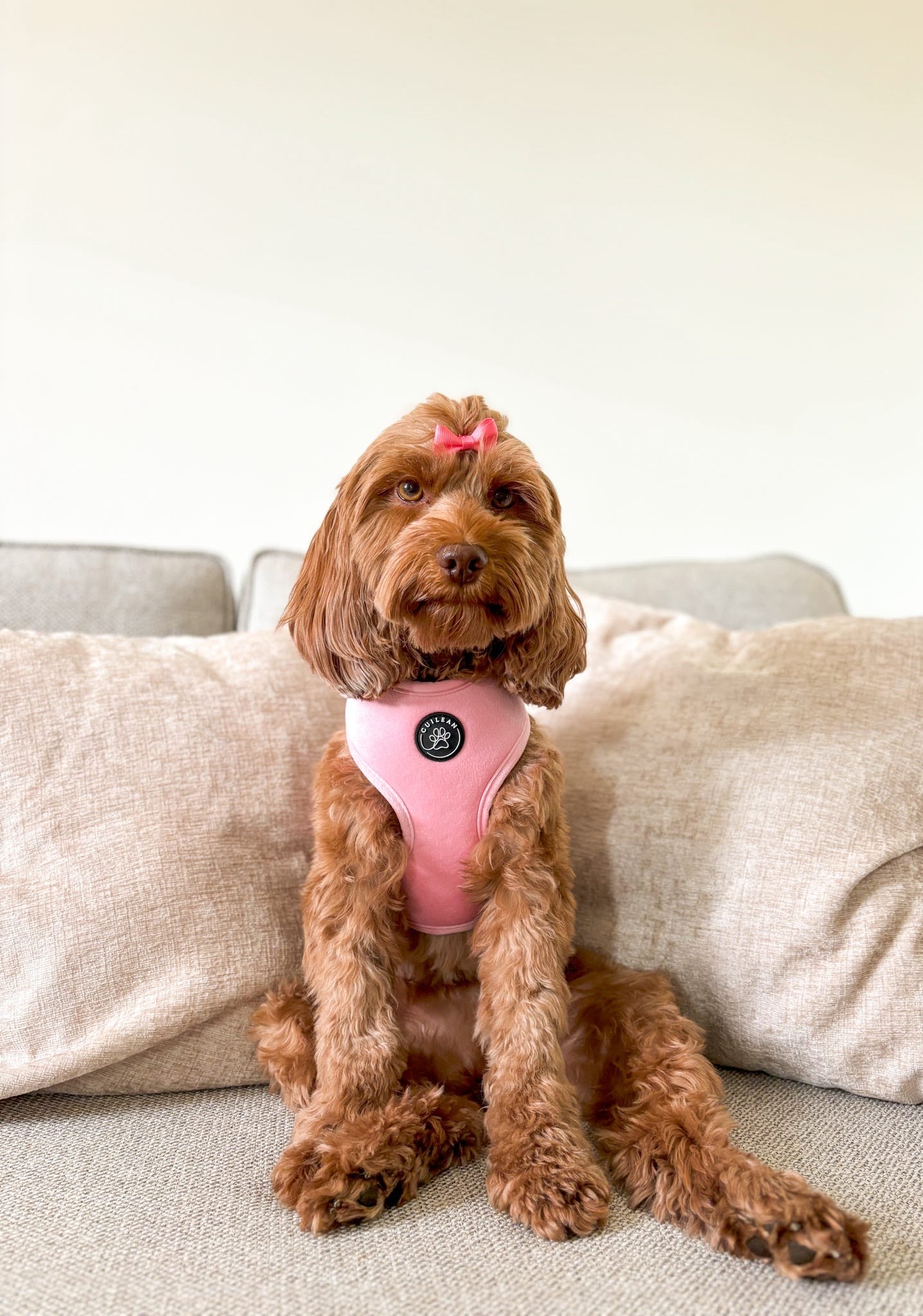 CANDYFLOSS - HARNESS