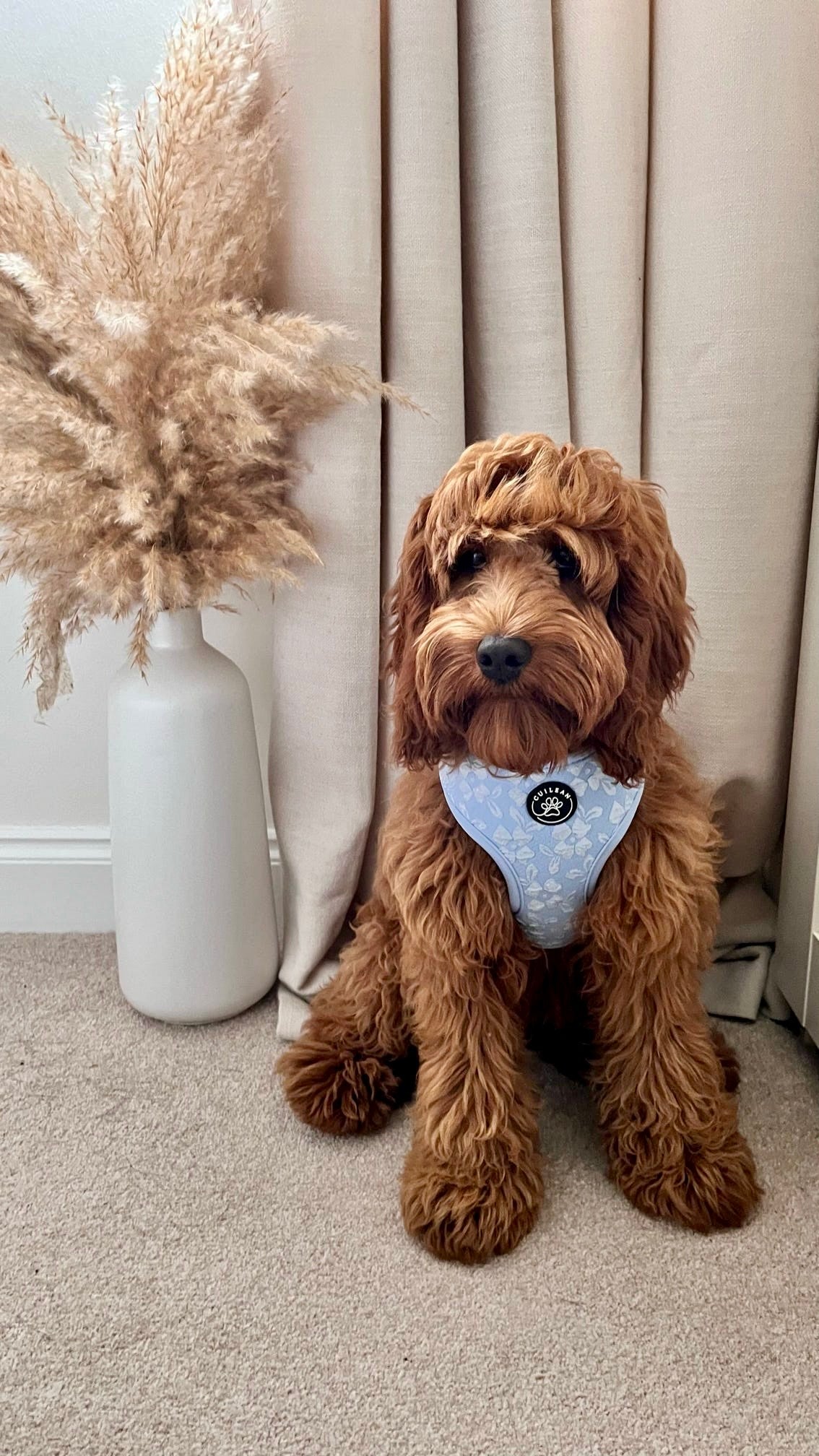 BLUEBELL - HARNESS