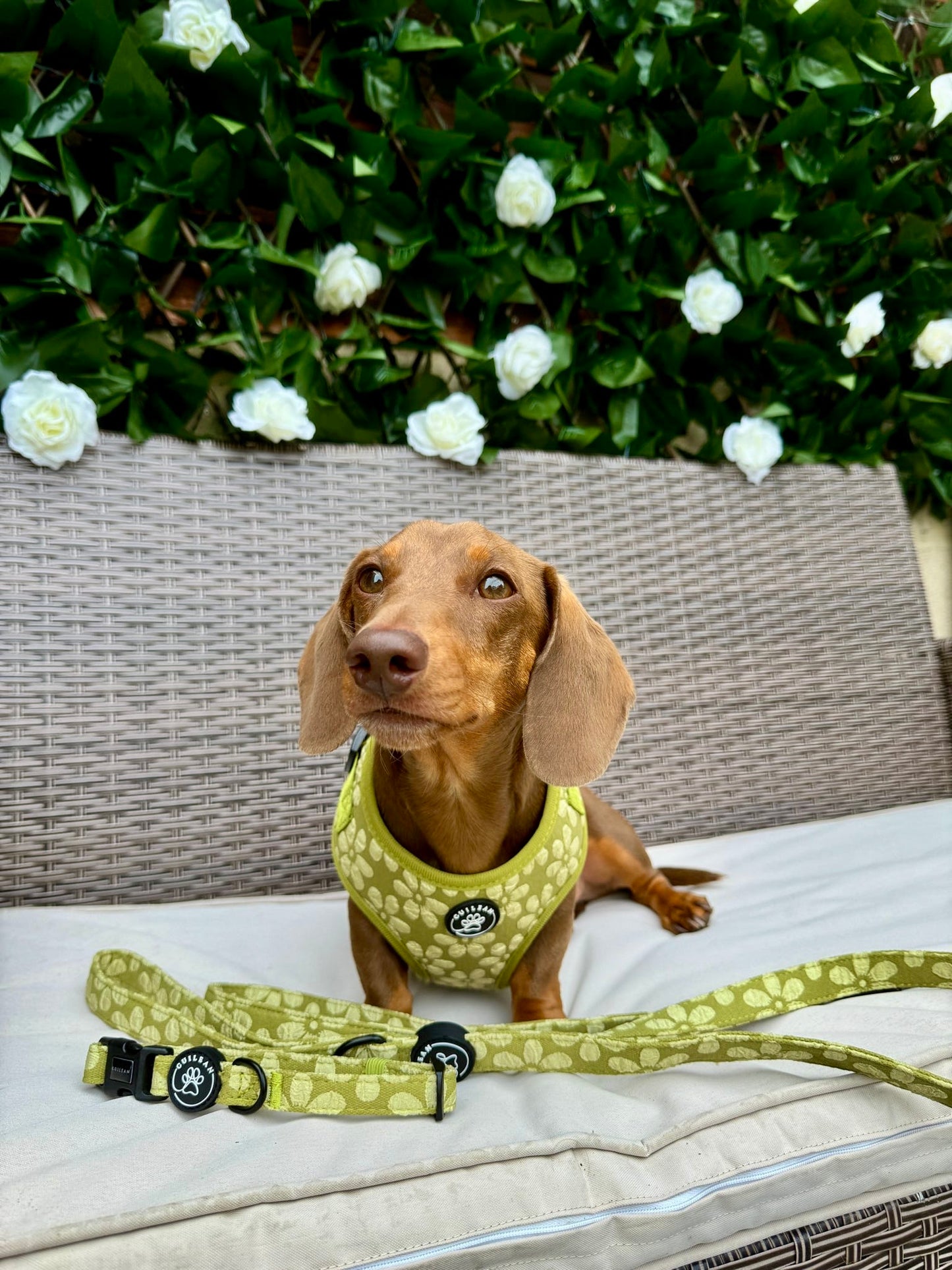 OLIVE - LEAD