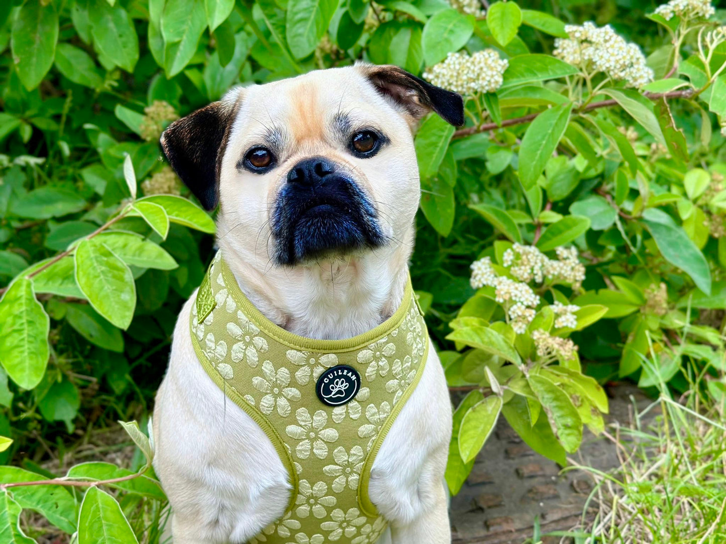OLIVE - HARNESS
