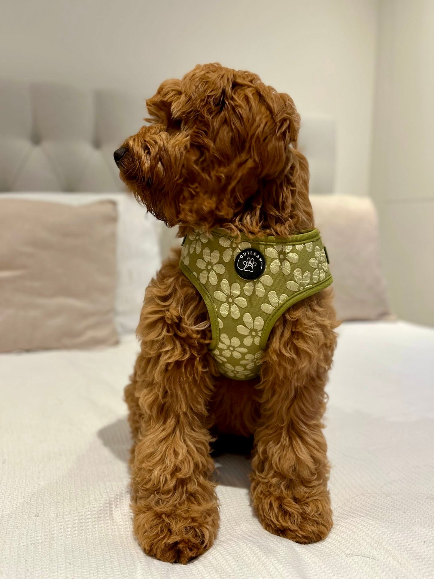 OLIVE - HARNESS
