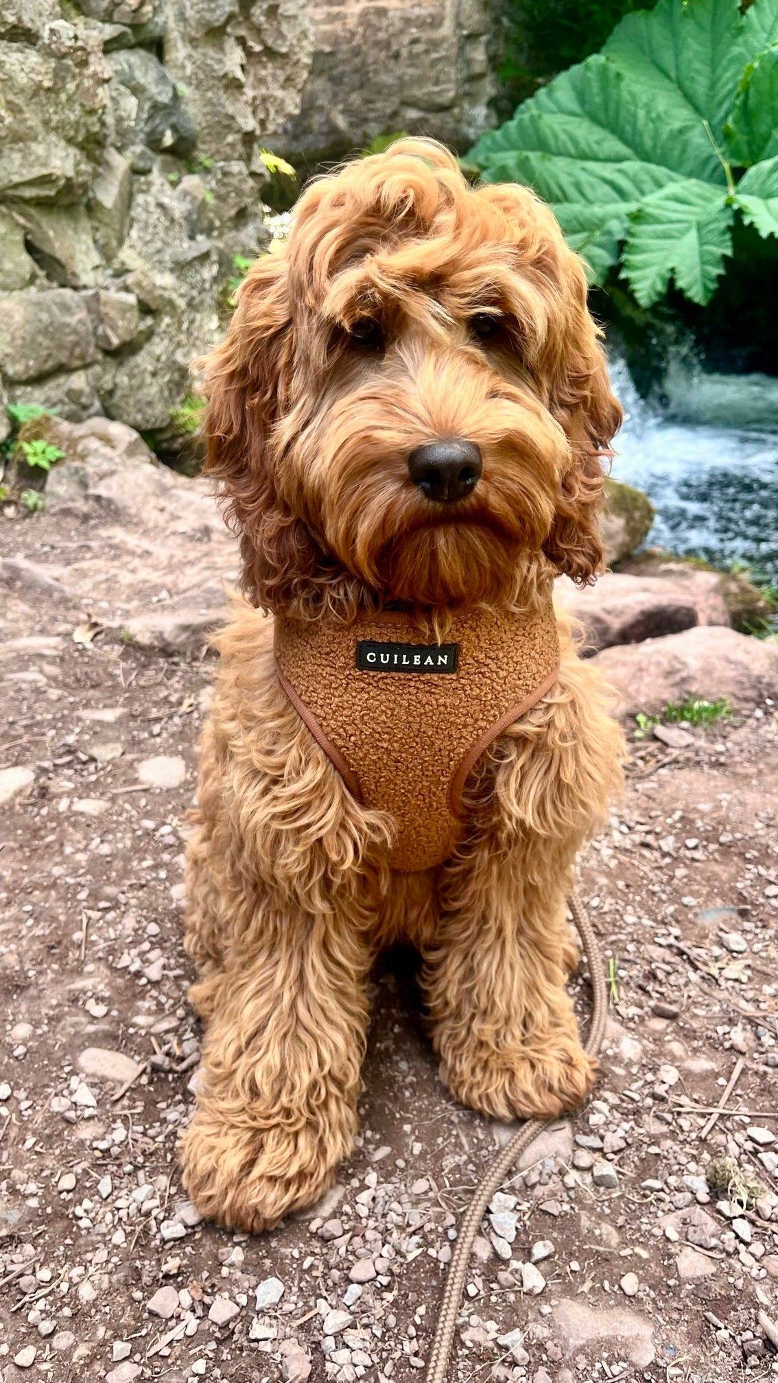 TOFFEE TEDDY - HARNESS