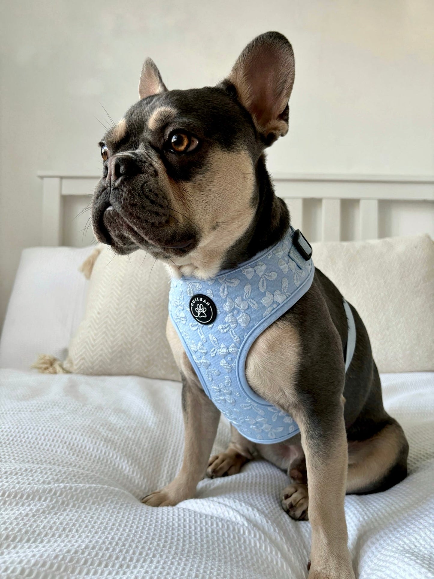 BLUEBELL - HARNESS