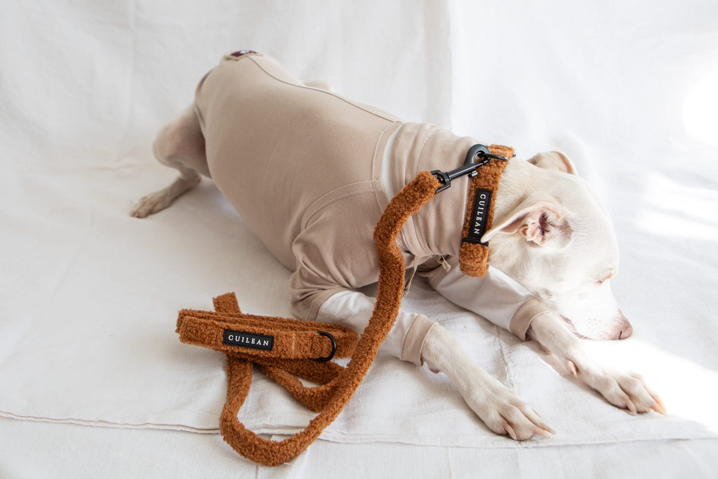TOFFEE TEDDY - COLLAR