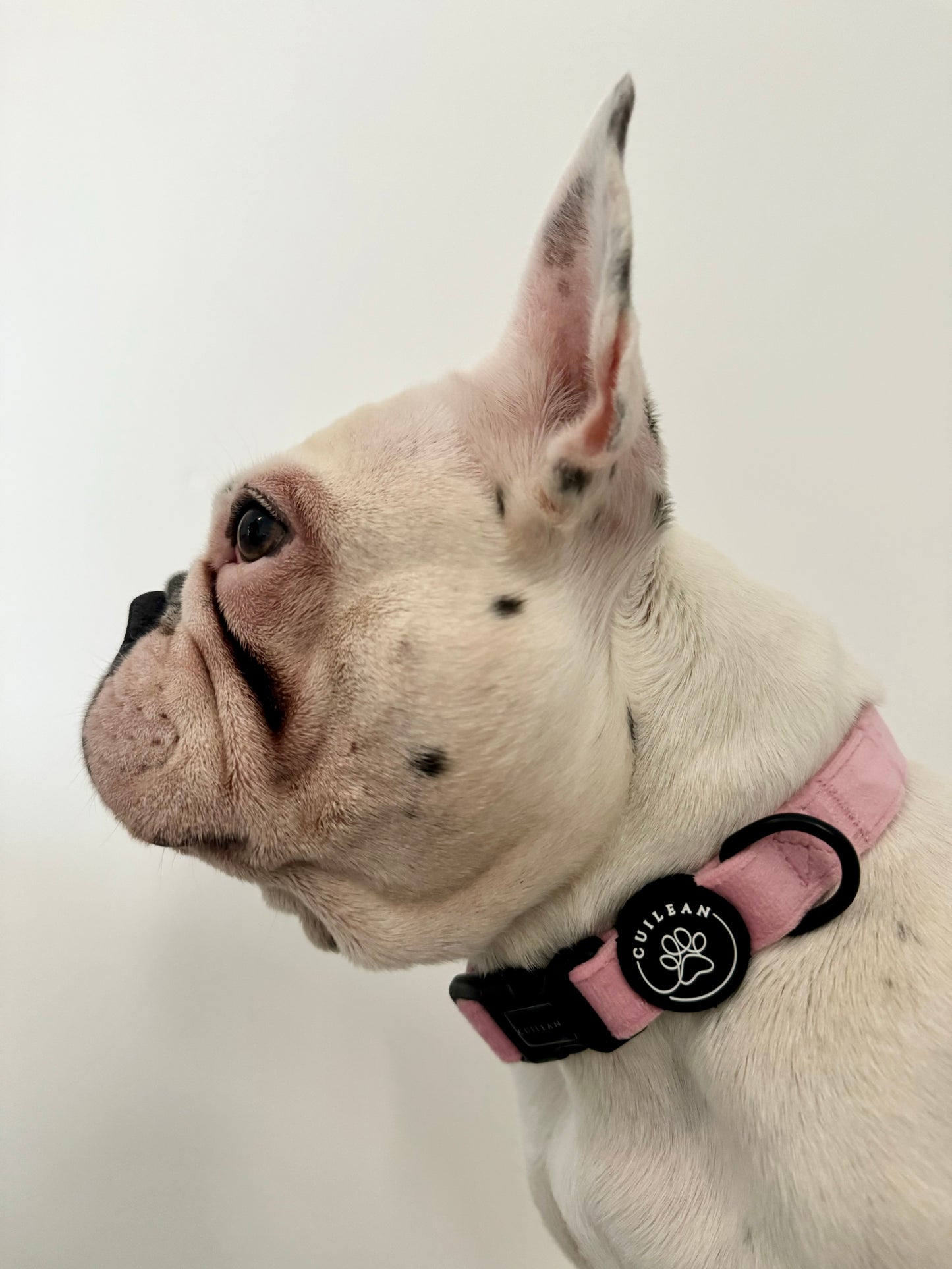 CANDYFLOSS - COLLAR