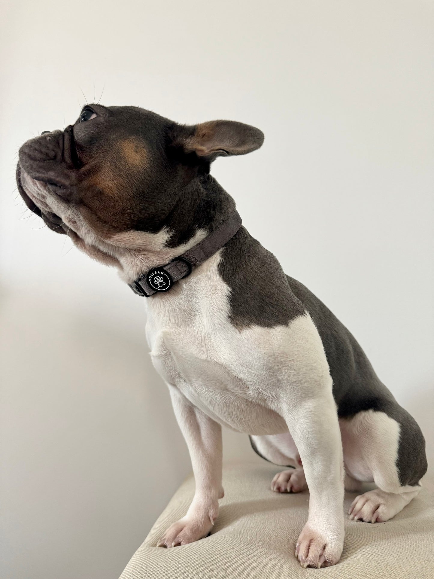 STEEL - COLLAR