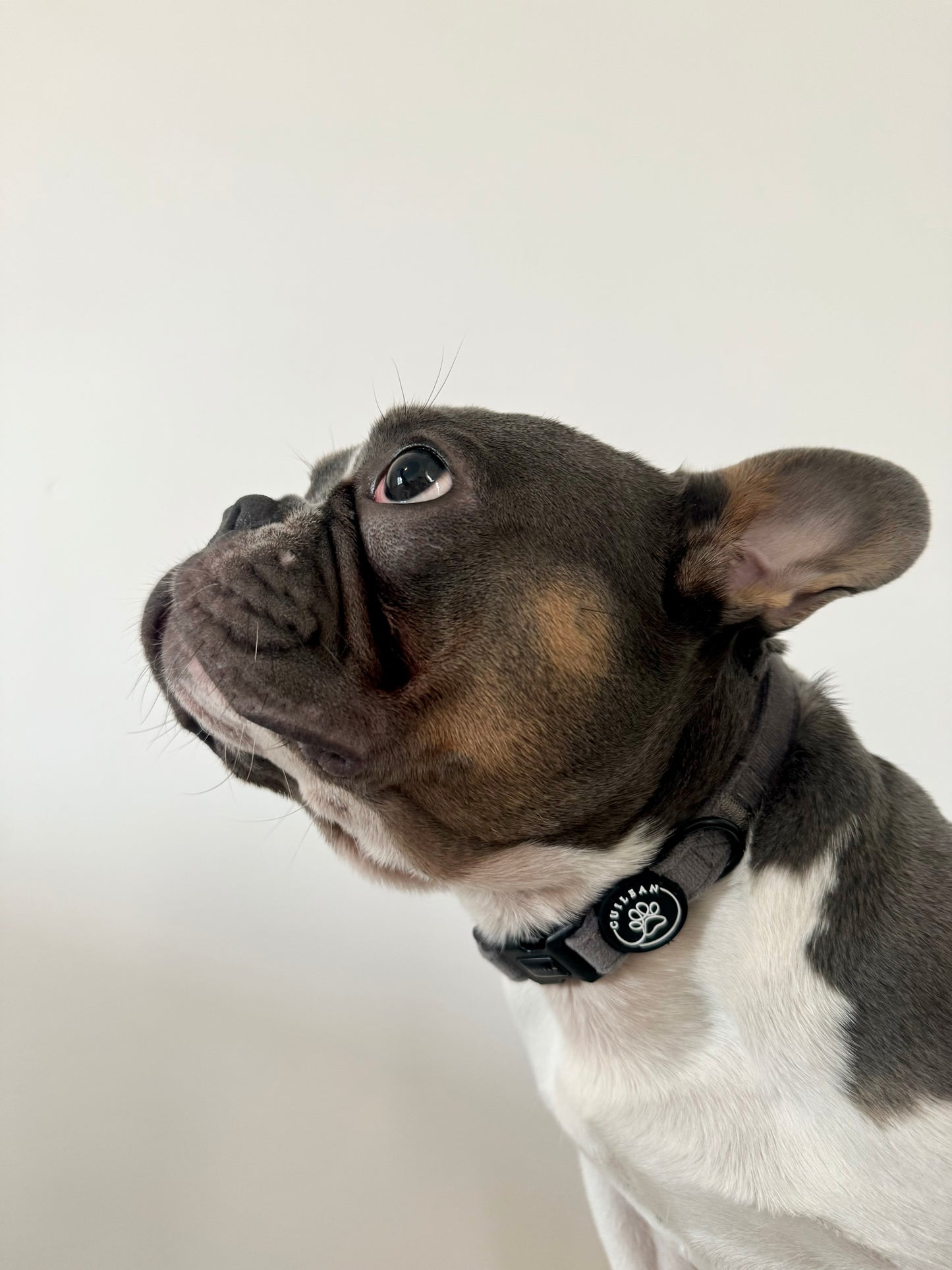 STEEL - COLLAR