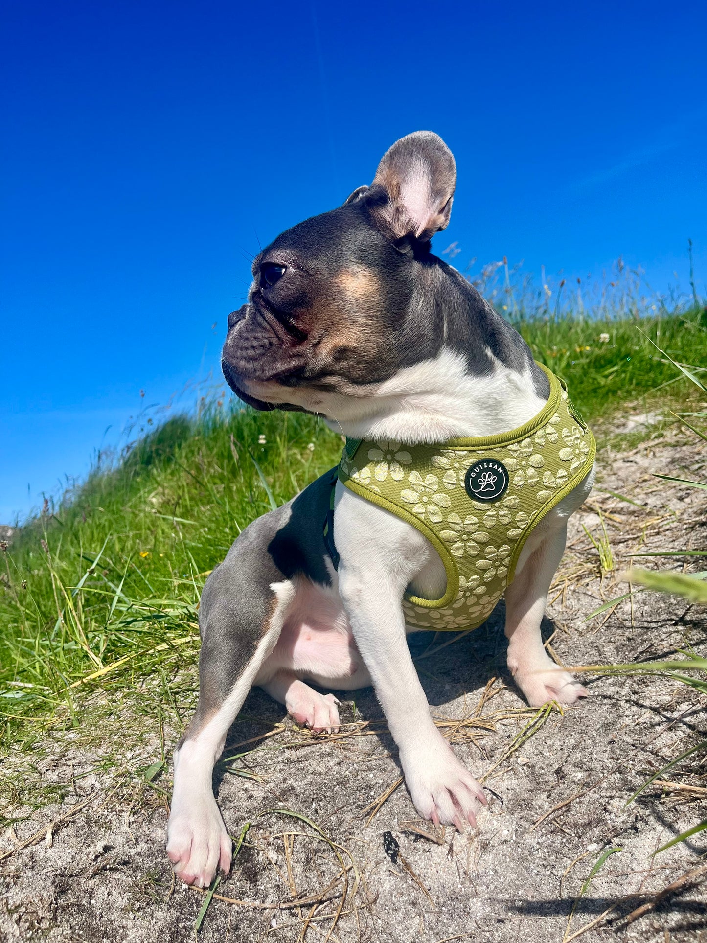 OLIVE - HARNESS