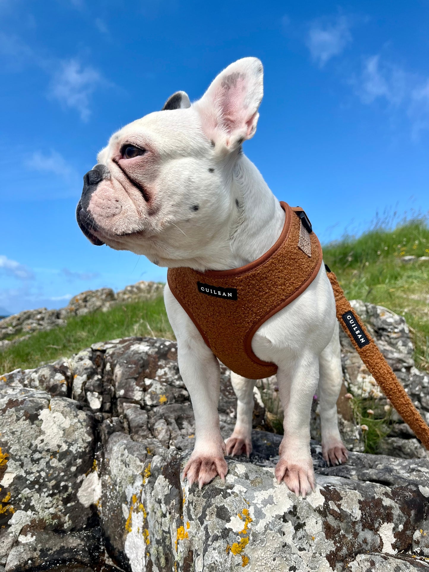TOFFEE TEDDY - LEAD