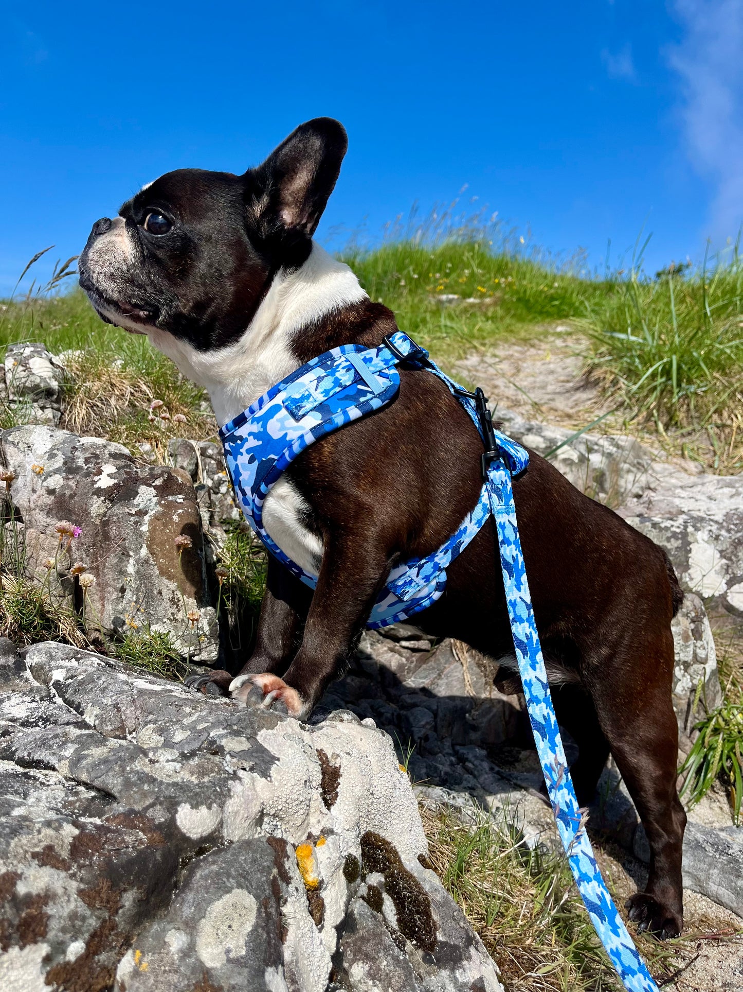 BLUE FORCE - HARNESS