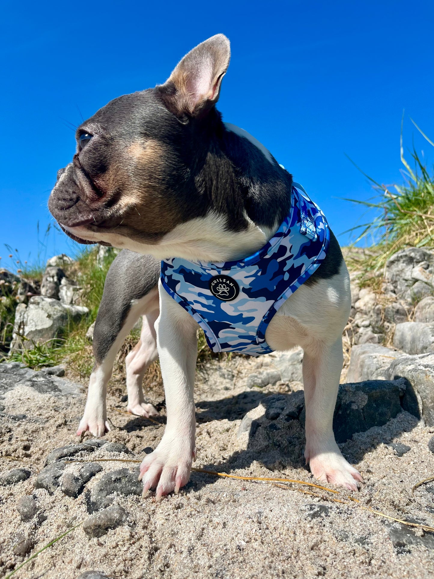 BLUE FORCE - HARNESS