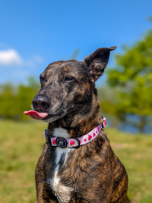 WATERMELON COOLER - COLLAR