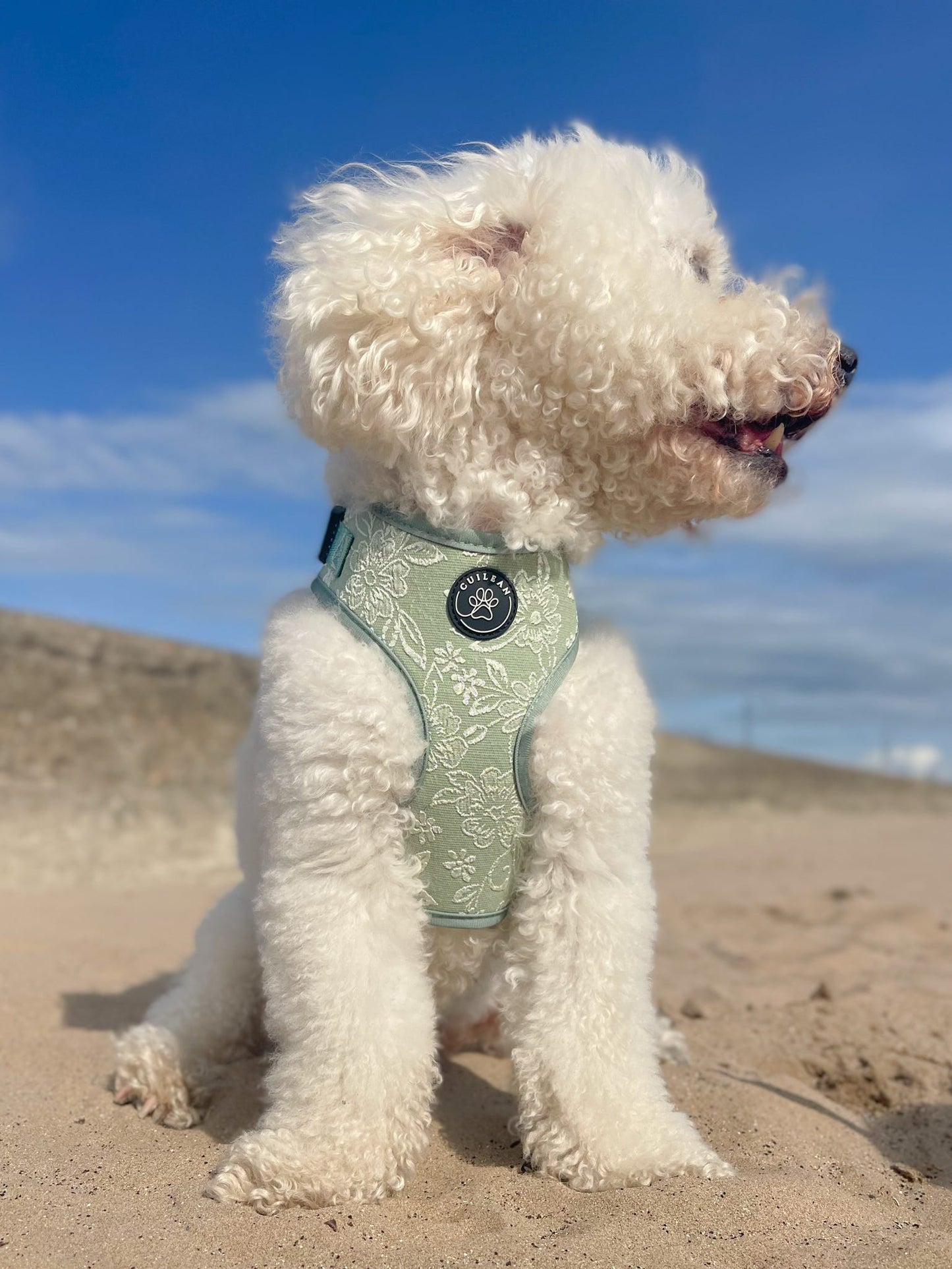 PANSY - HARNESS