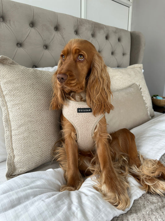 OATMEAL TEDDY - HARNESS