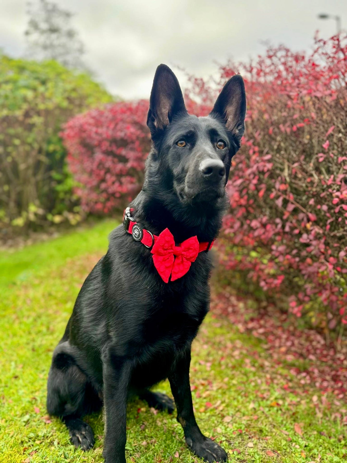 POINSETTIA - SAILOR BOW