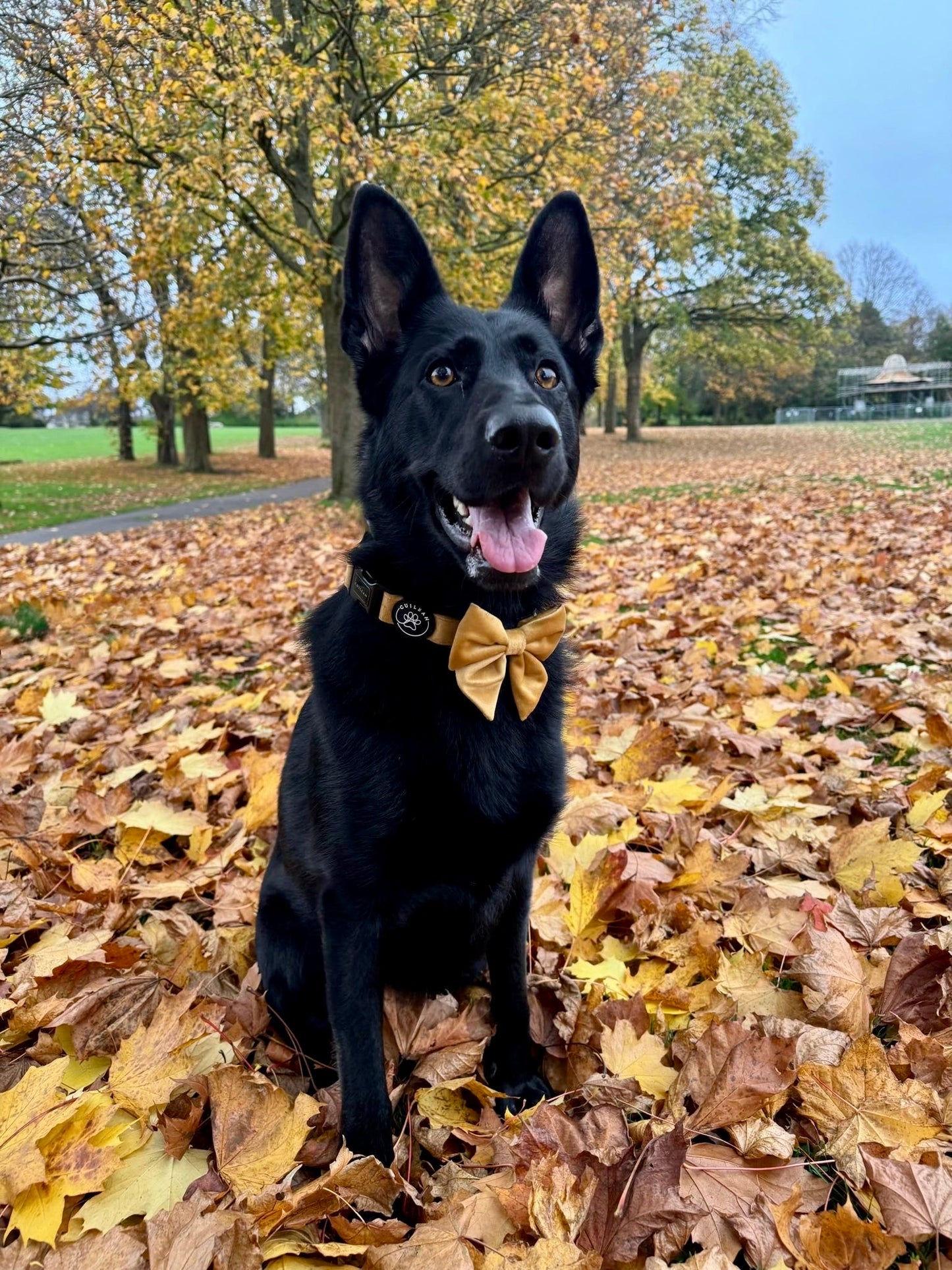 GOLDEN HOUR - SAILOR BOW