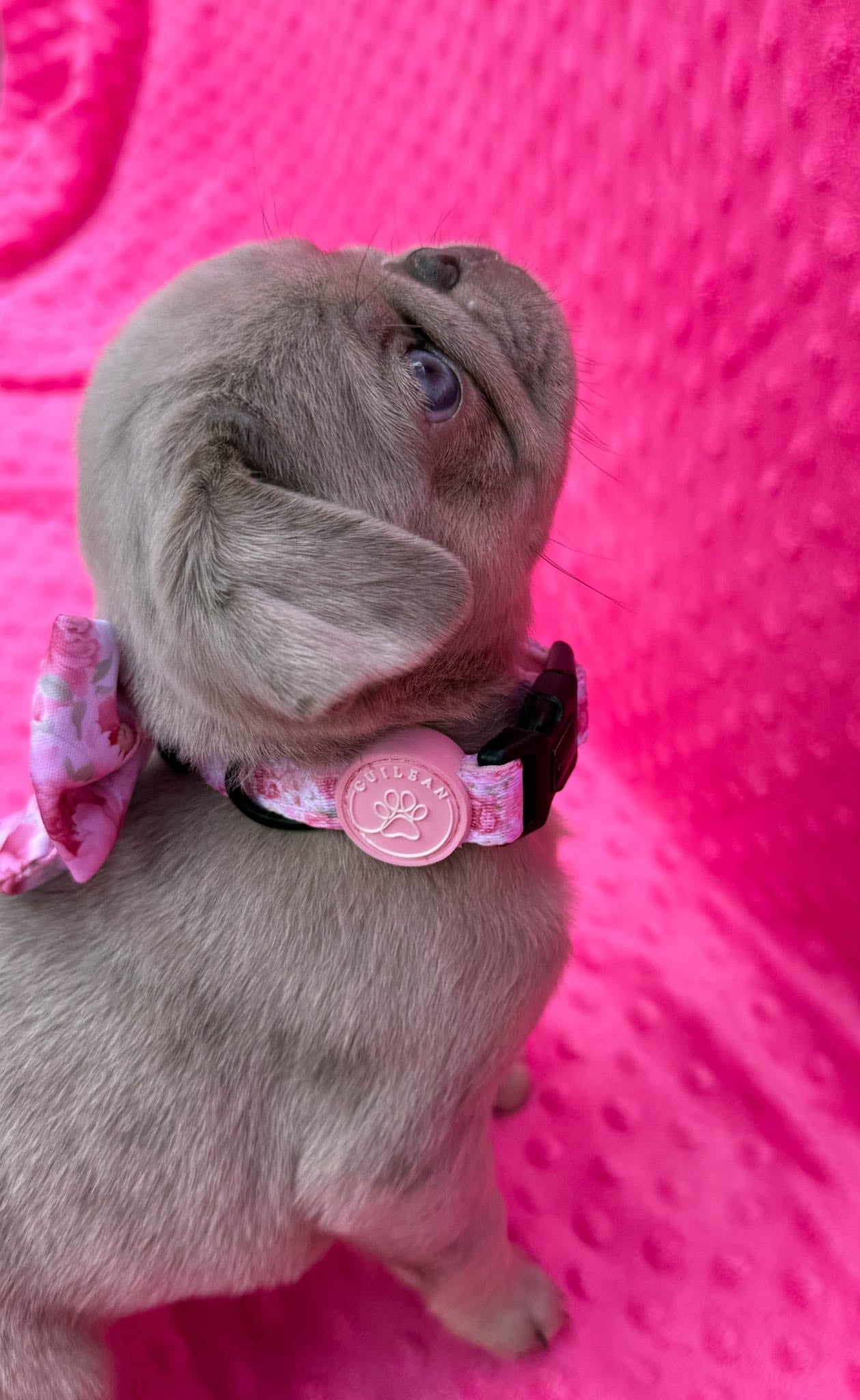 PEONY - COLLAR