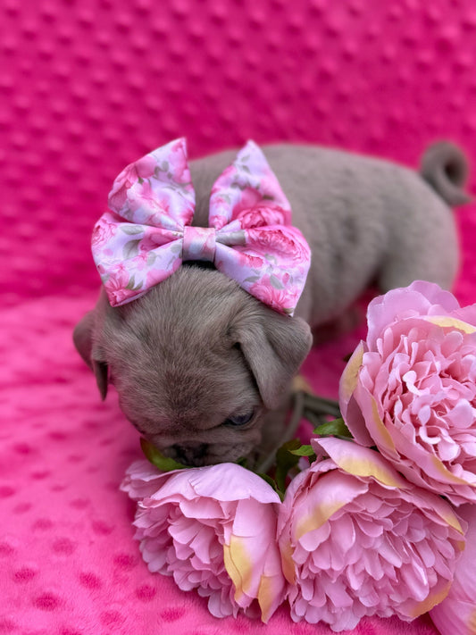 PEONY - SAILOR BOW