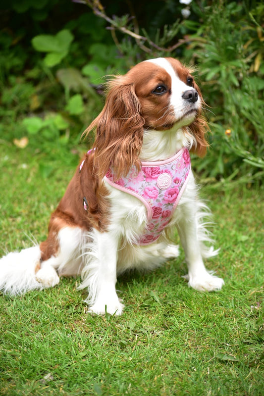PEONY - HARNESS