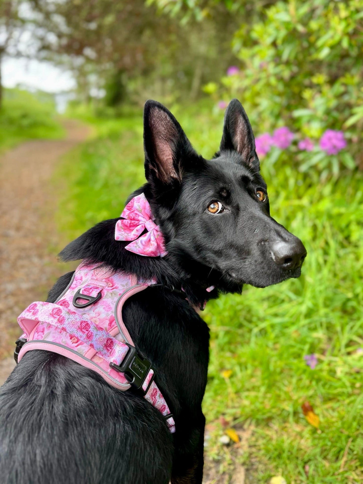 PEONY - CUILEAN CLIMBER HARNESS