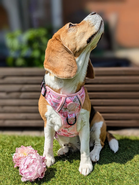 PEONY - CUILEAN CLIMBER HARNESS
