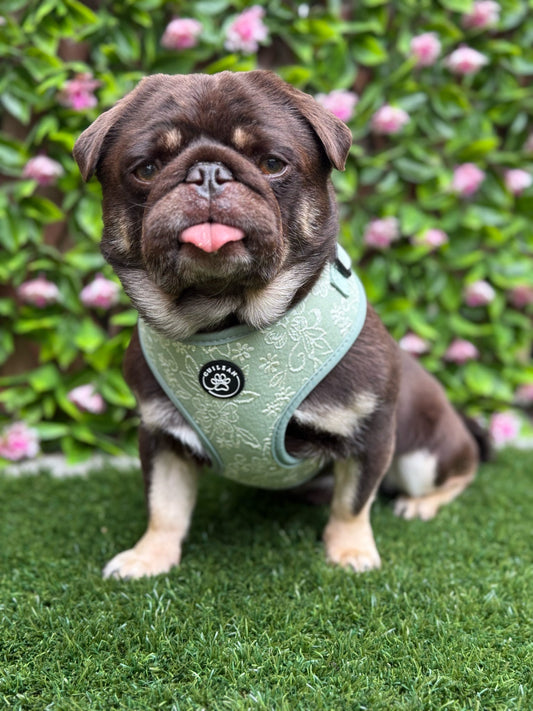 PANSY - HARNESS