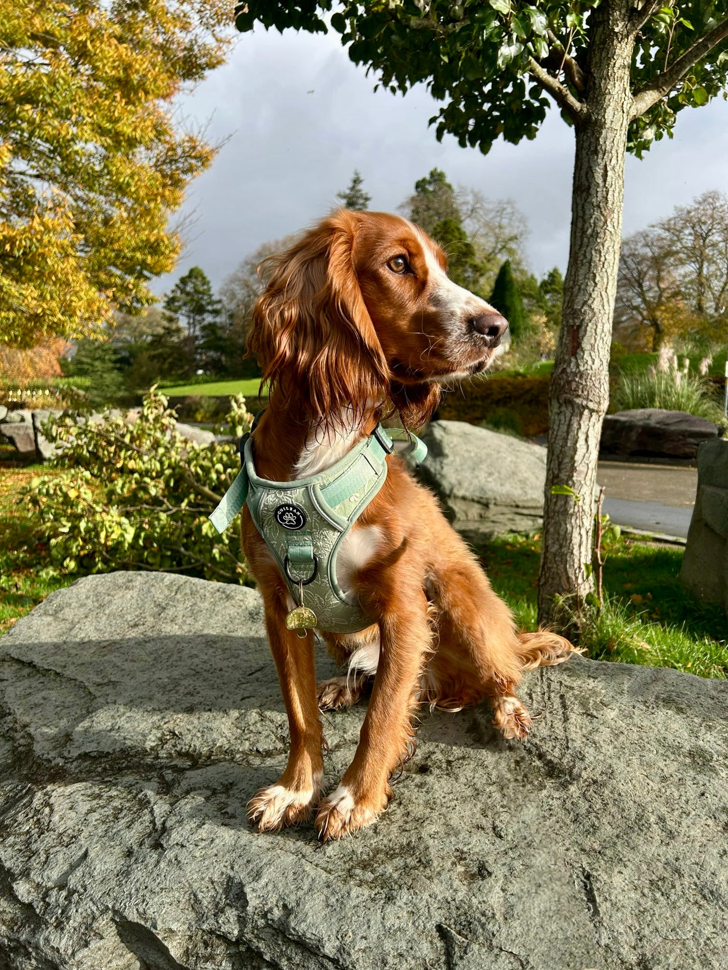 PANSY - CUILEAN CLIMBER HARNESS