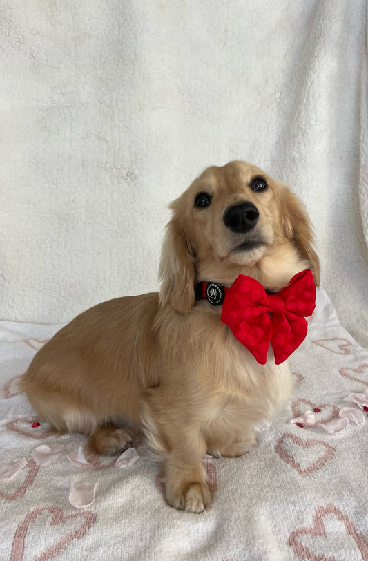 POINSETTIA - SAILOR BOW