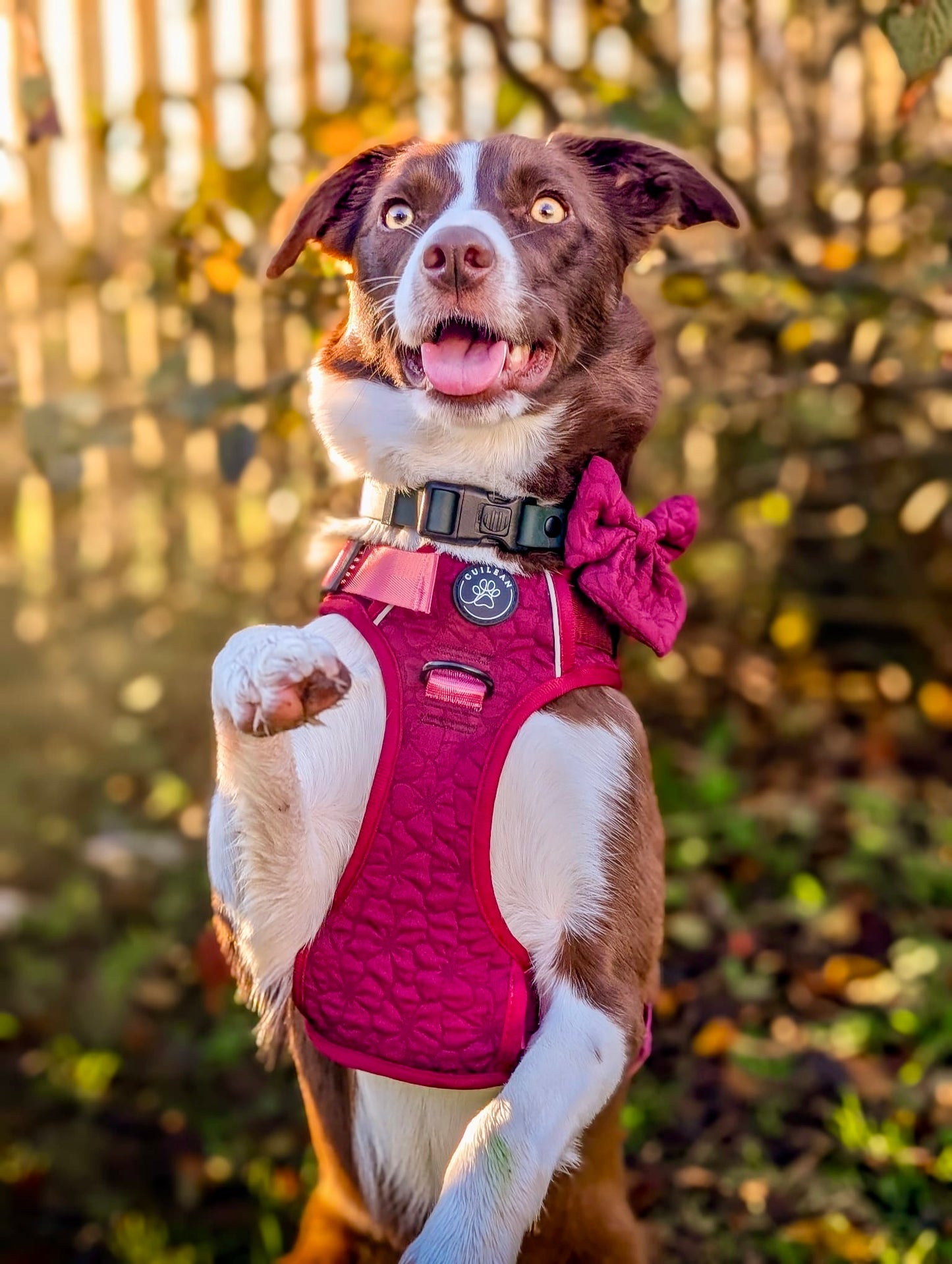VERY BERRY - CUILEAN CLIMBER HARNESS