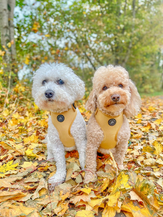 GOLDEN HOUR - HARNESS